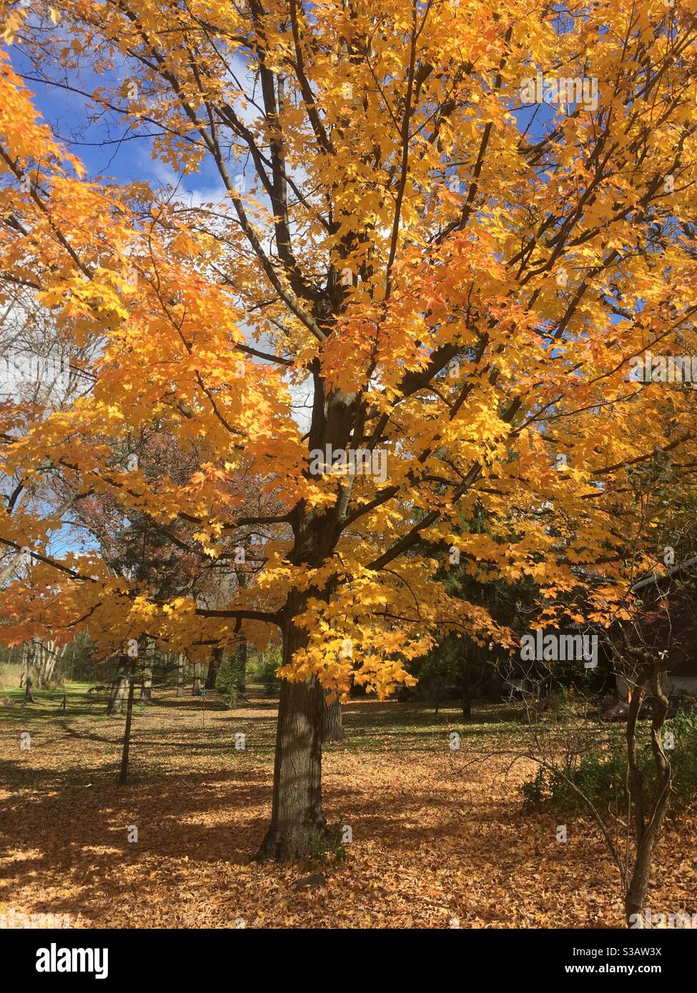 Érable d'automne avec feuillage en pleine fleur Banque D'Images