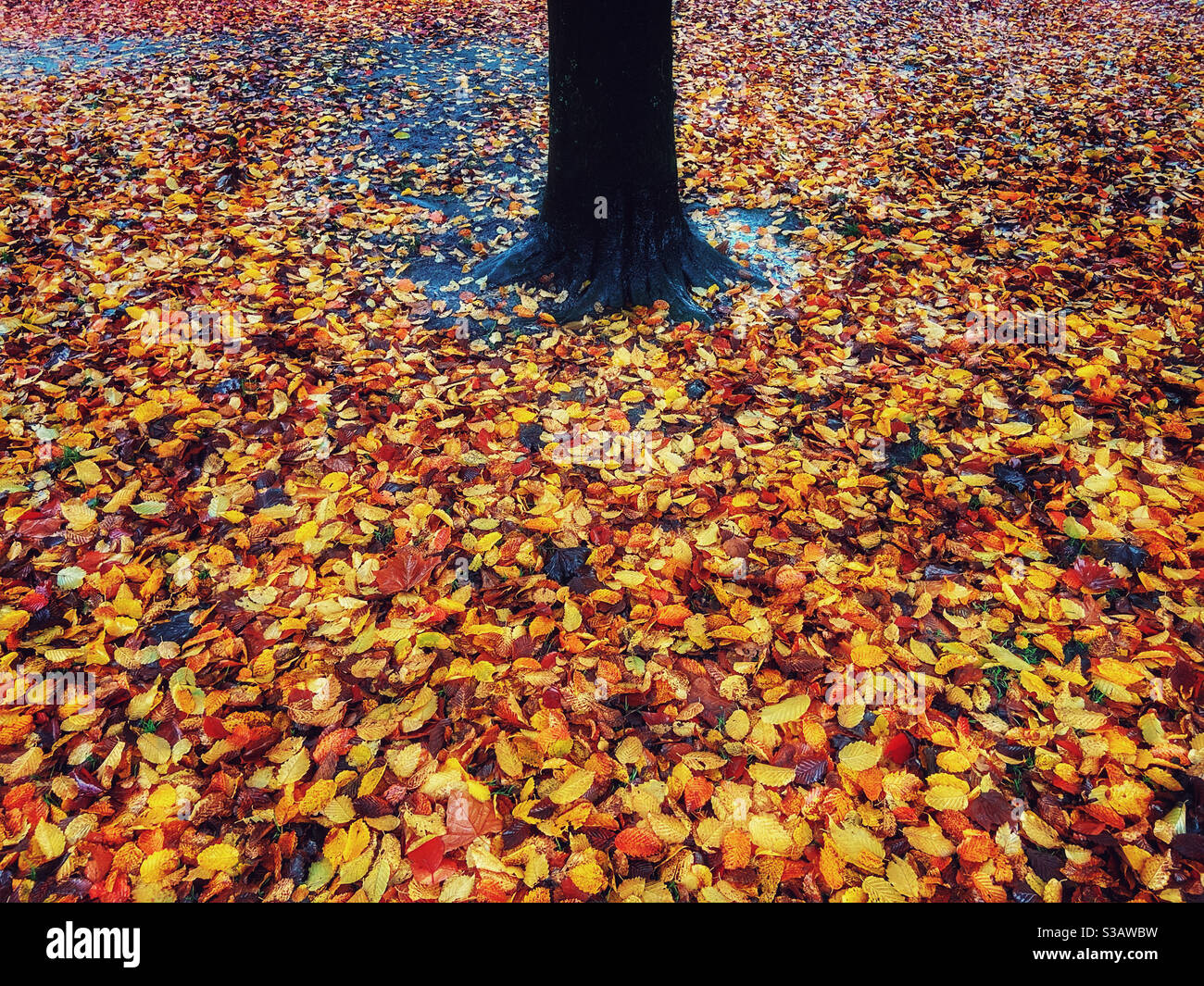 Feuilles d'automne autour de la base de l'arbre Banque D'Images