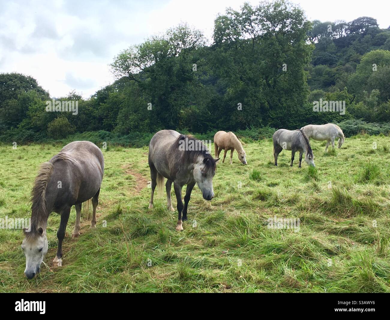 Poneys de chevaux gris dans le champ - Image de stock capturée avec un smartphone