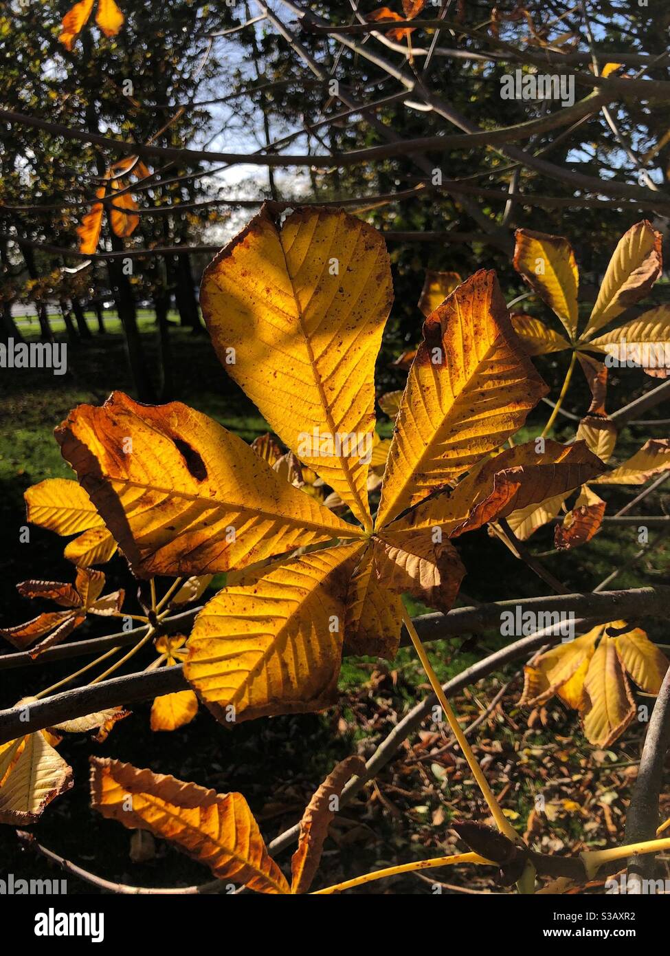 Feuille de châtaigne de cheval jaune d'automne et or Banque D'Images