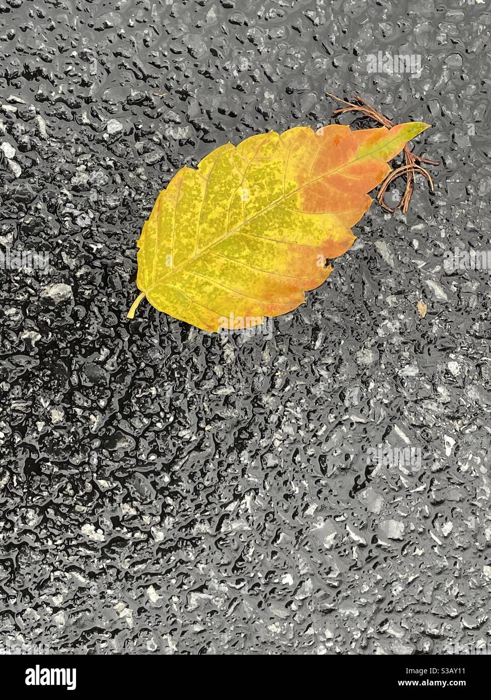 Automne et asphalte Banque D'Images