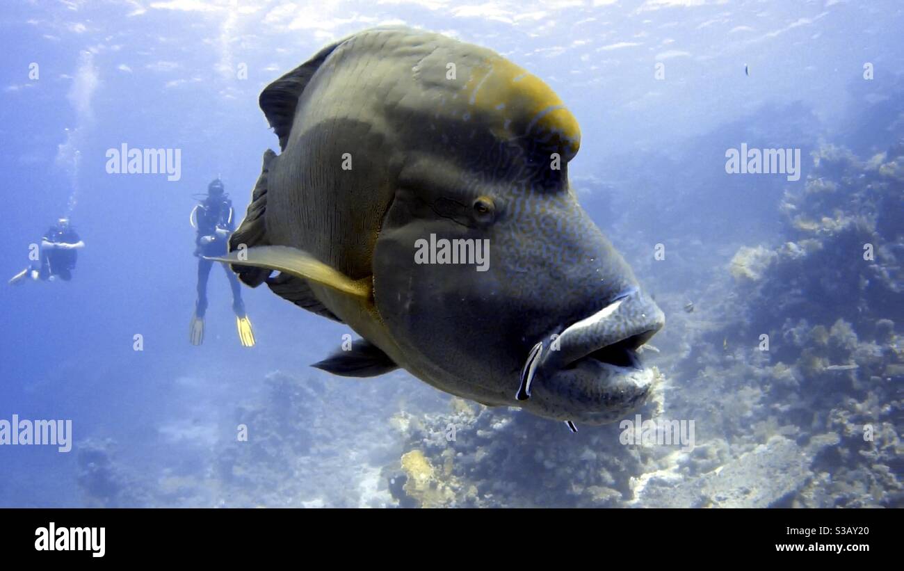 Plongée sous-marine avec UN poisson Napoléon Banque D'Images