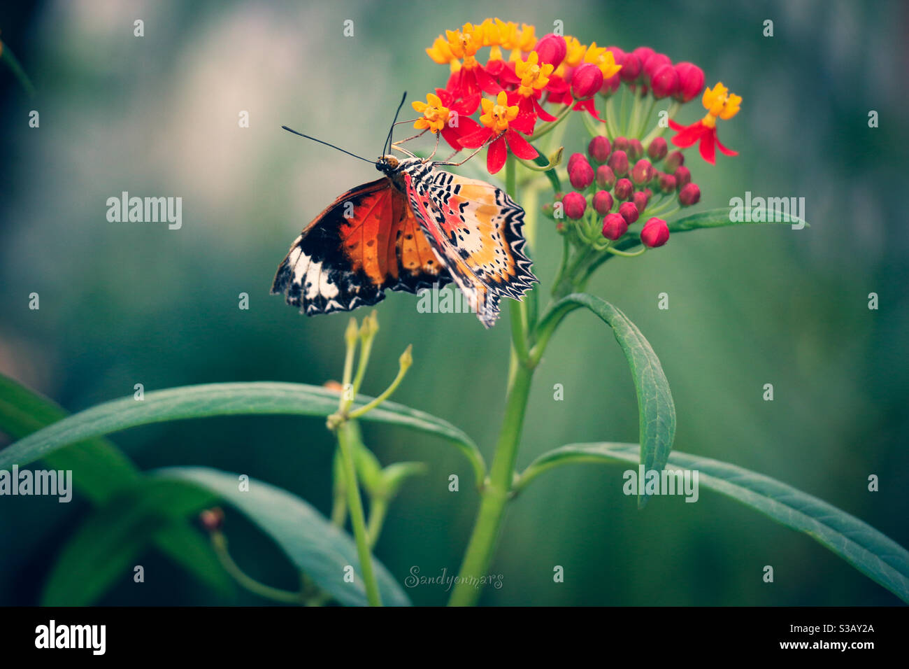 Se nourrissant de nectar aux papillons Banque D'Images