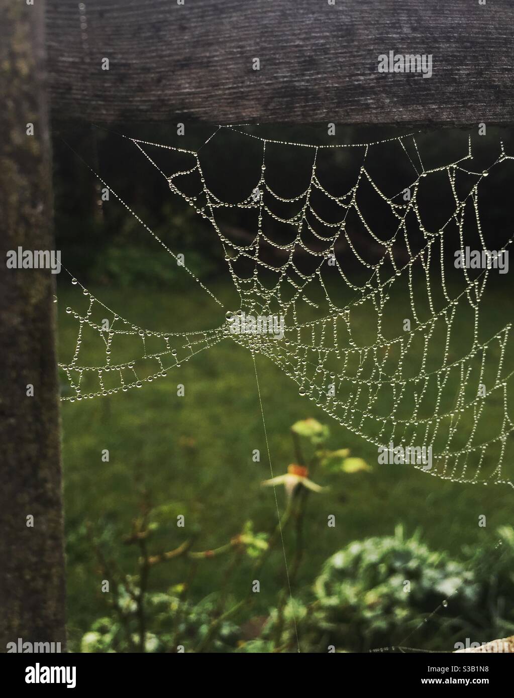 Toile d'araignée dans un jardin d'automne couvert de rosée du matin brouillard. Banque D'Images