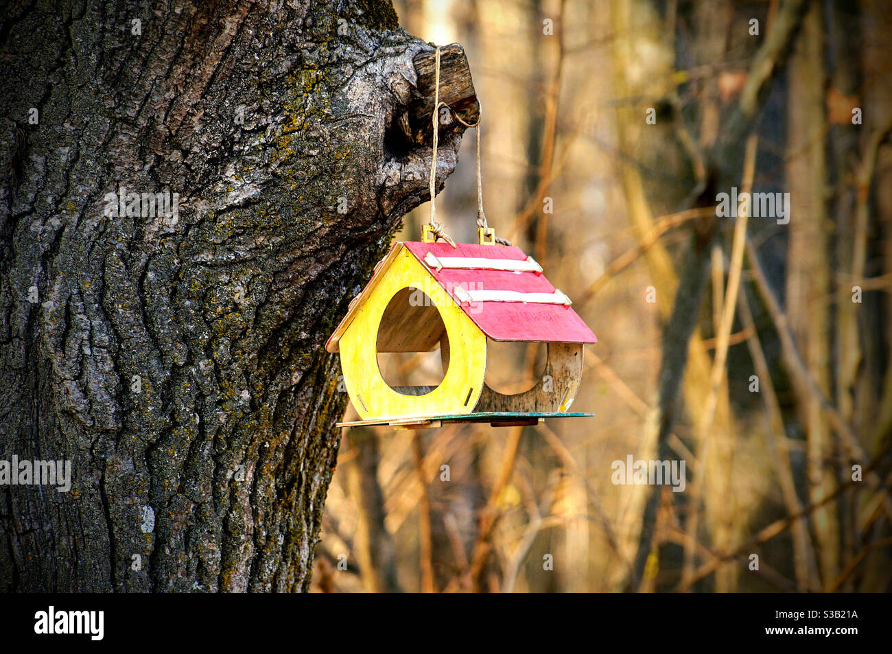 Mangeoire à oiseaux lumineuse suspendue à un arbre - Image de stock capturée avec un smartphone
