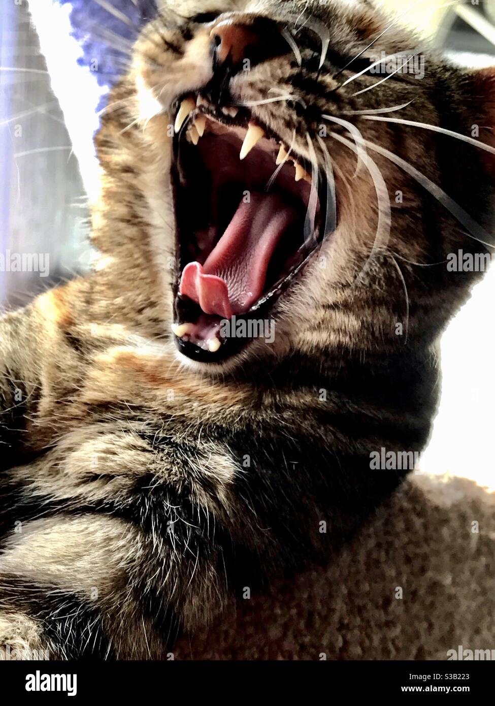 Portrait de tabby brun de shorthair domestique ou américain bâillements de chat, bouche large langue ouverte et dents montrant Banque D'Images
