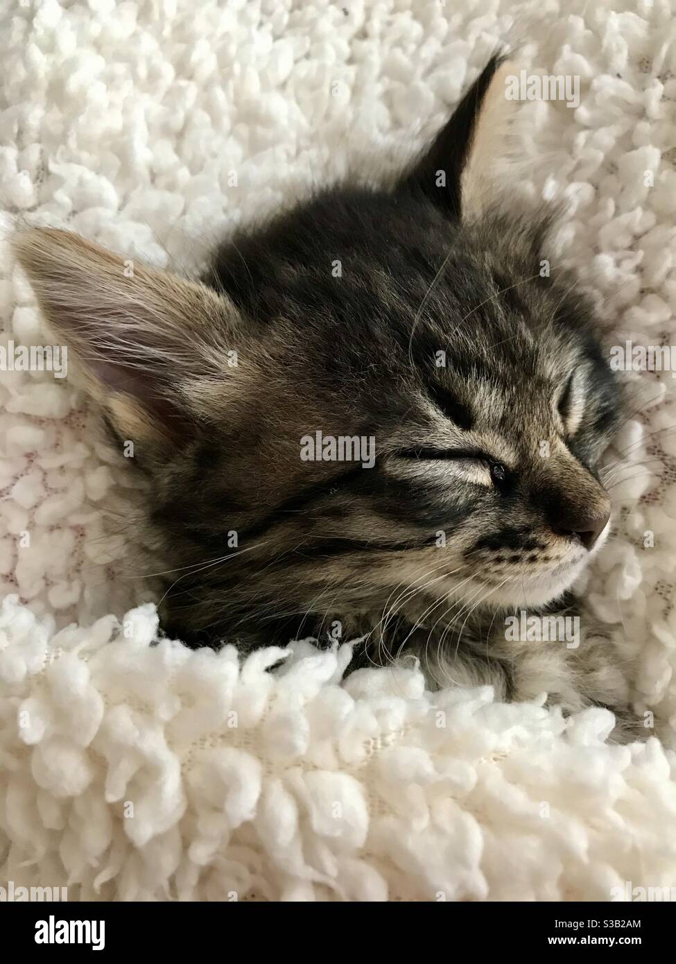 Chaton De Deux Mois Banque d