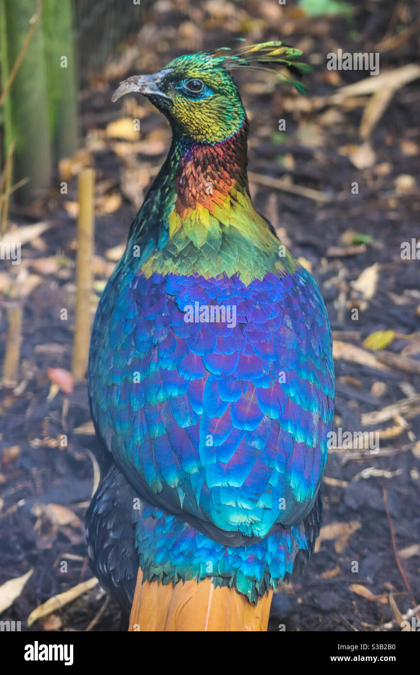 Un mâle himalayan monal Pheasant coloré Banque D'Images