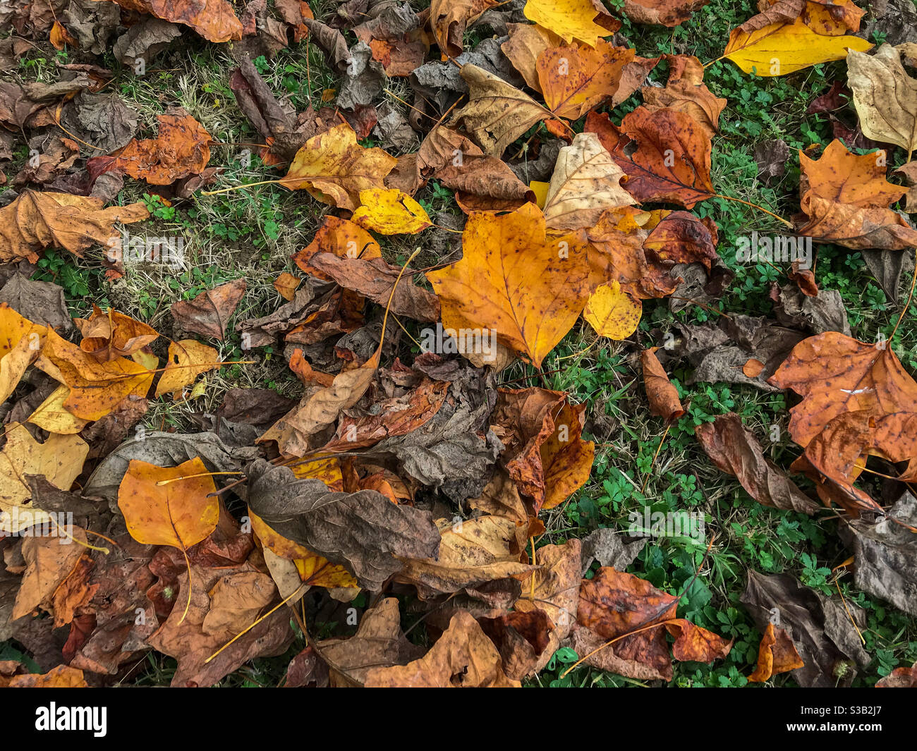 feuilles de tulipe jaune et orange garrées sur l'herbe dans le parc en automne, vue du dessus Banque D'Images