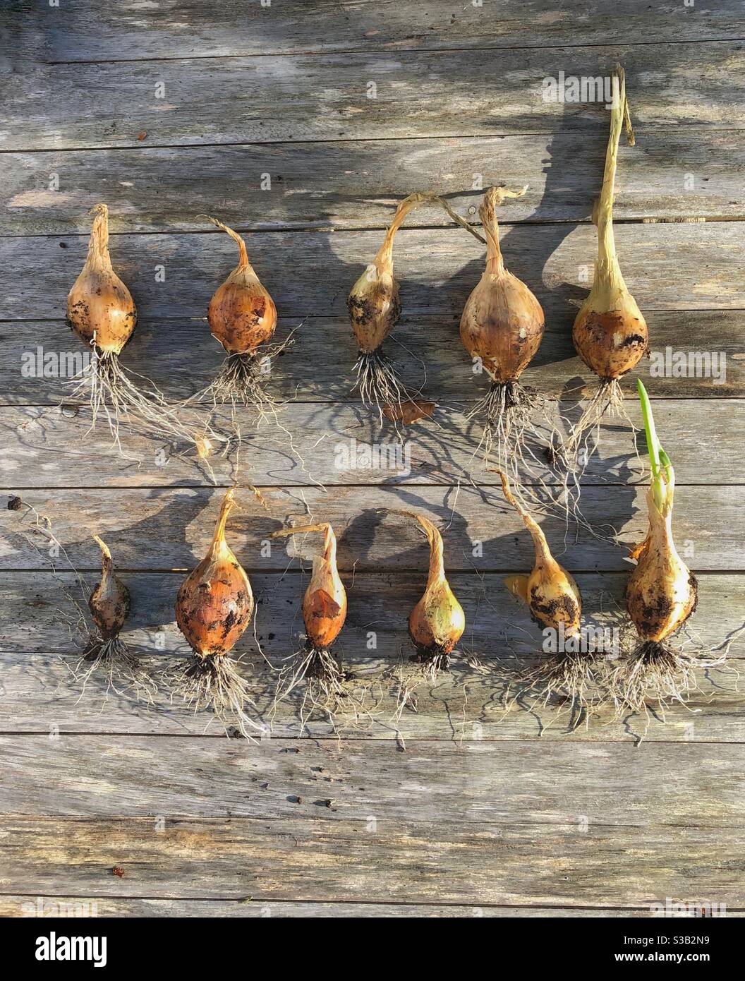 Des oignons cultivés à la maison - Image de stock capturée avec un smartphone