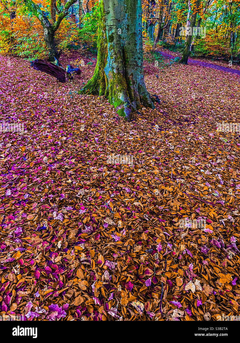 Feuilles d’automne - Image de stock capturée avec un smartphone