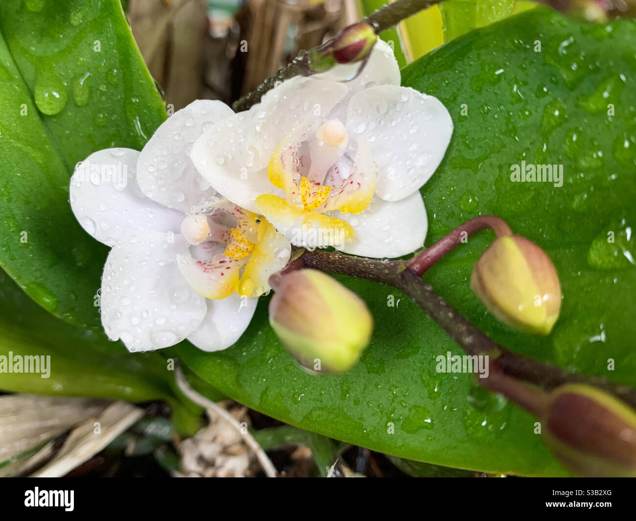 Délicate fleurs et bourgeons d'orchidées de palaenopsis blanc frais avec gouttelettes d'eau - Image de stock capturée avec un smartphone