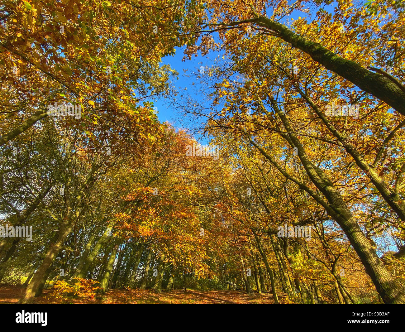 Arbres d'automne à Adlington près de Chorley, Lancashire Banque D'Images