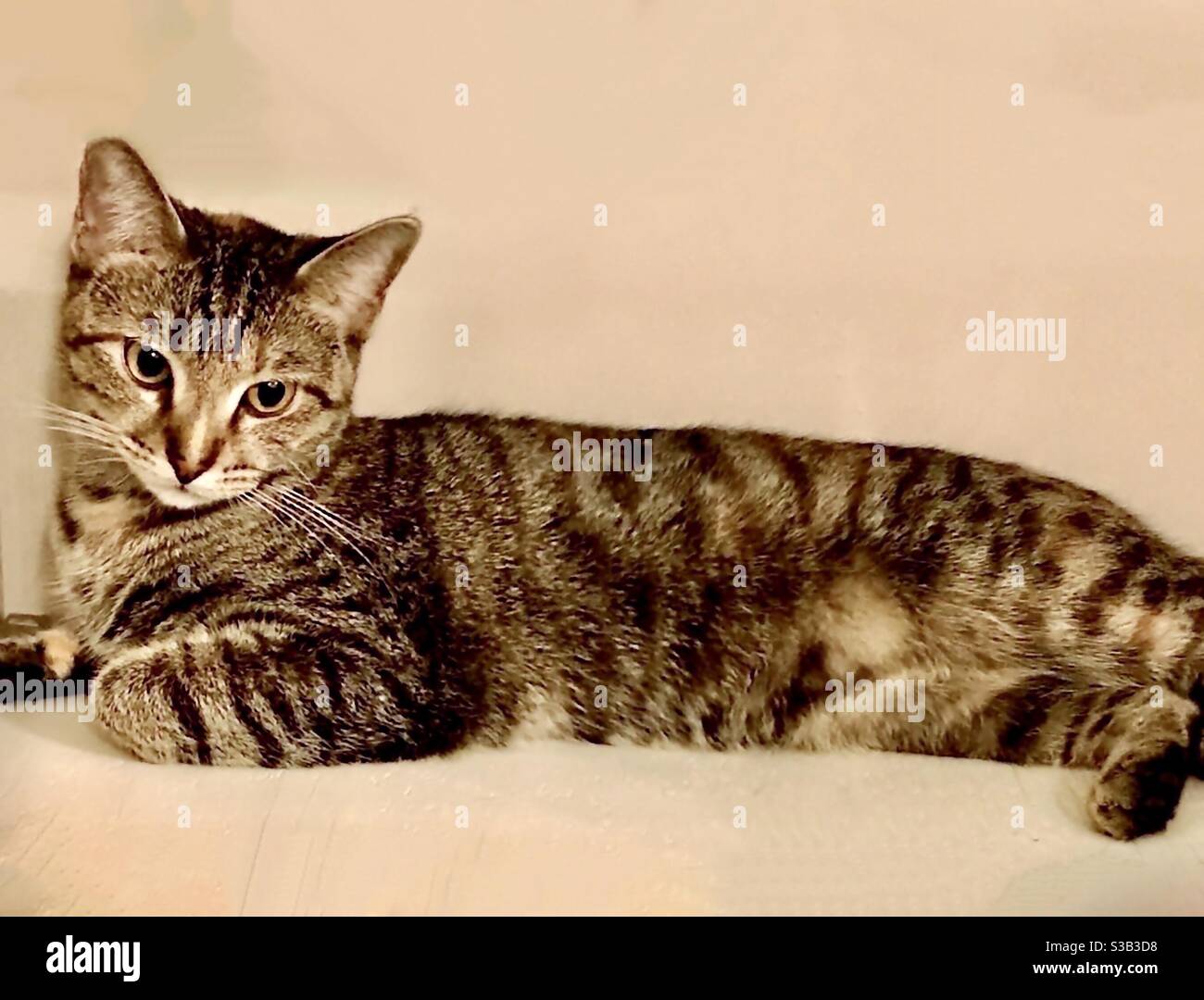 Portrait d'un beau chat tabby brun avec de magnifiques yeux dorés et des rayures proéminentes, femelle spayée de secours d'intérieur chat compagnon domestique ou américain shorthair Banque D'Images