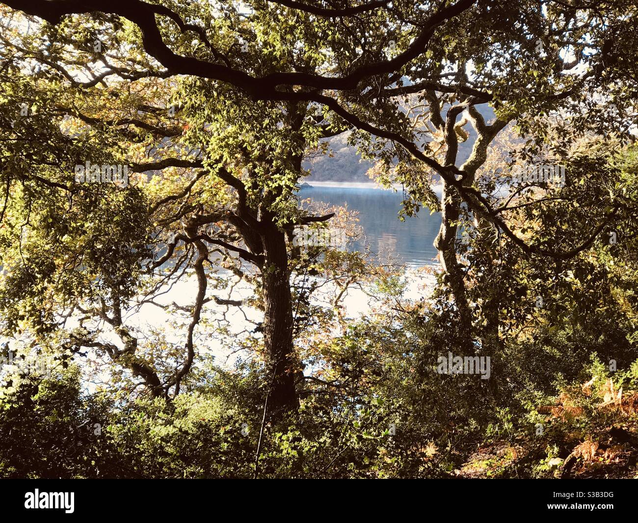 La FAL à travers les bois - Image de stock capturée avec un smartphone