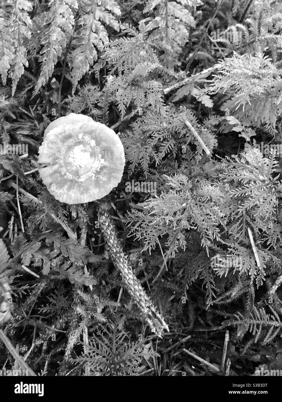 Champignons sur fond forestier en noir et blanc Banque D'Images