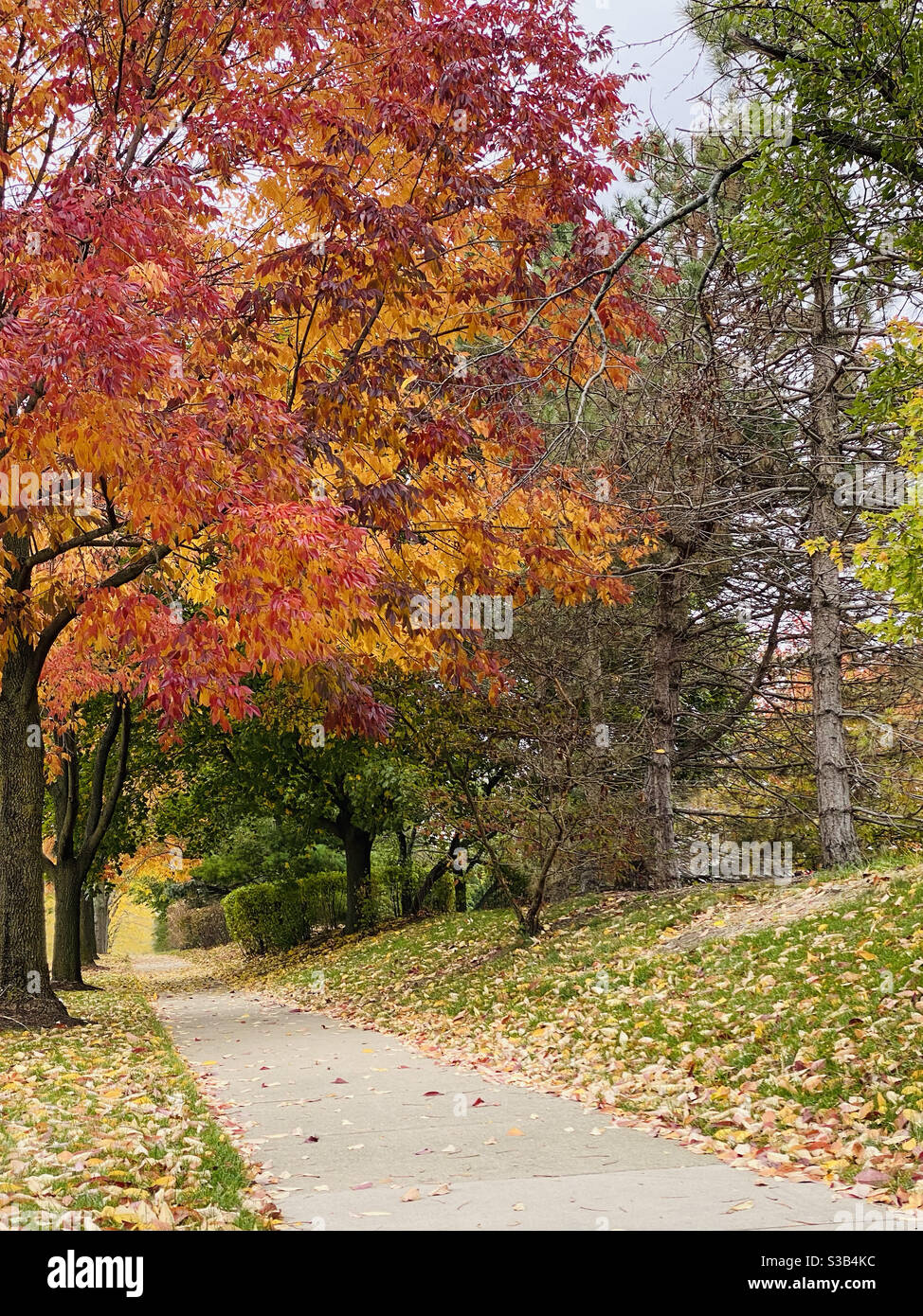Trottoir entouré de feuilles d'automne colorées Banque D'Images