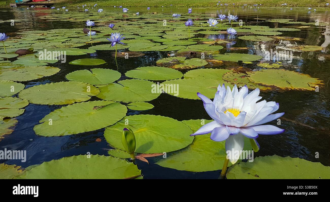 Nénuphars tropicaux violets sur la rivière Ross à Townsville, Queensland du Nord, Queensland, Australie Banque D'Images