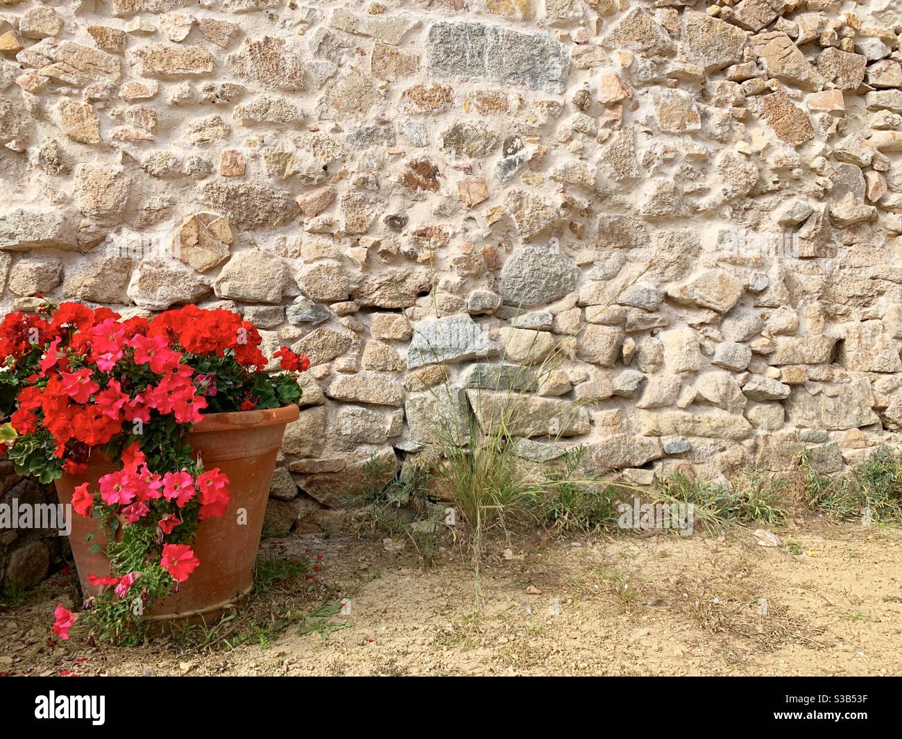 Fleurs rouges dans un pot à côté d'un mur de pierre dans une église abandonnée Banque D'Images