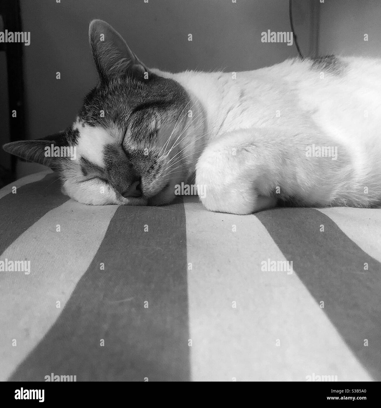 Chat noir et blanc au lit Banque de photographies et d’images à haute — free download