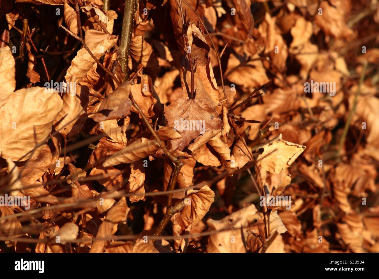 Automne feuilles de hêtre Banque D'Images