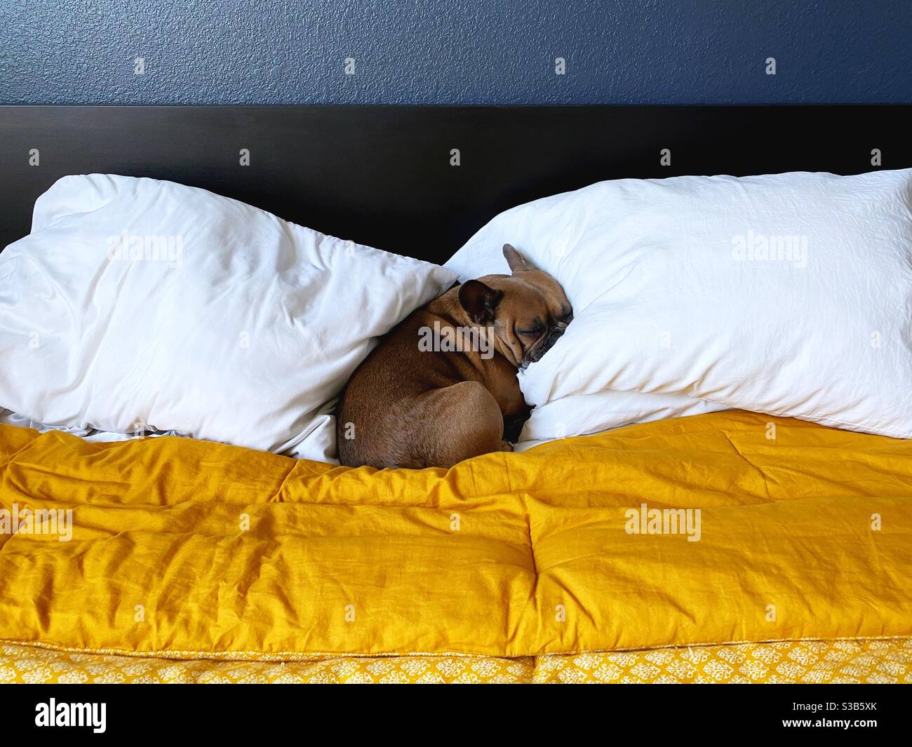 Un bulldog français dormant sur des oreillers sur un lit. Banque D'Images
