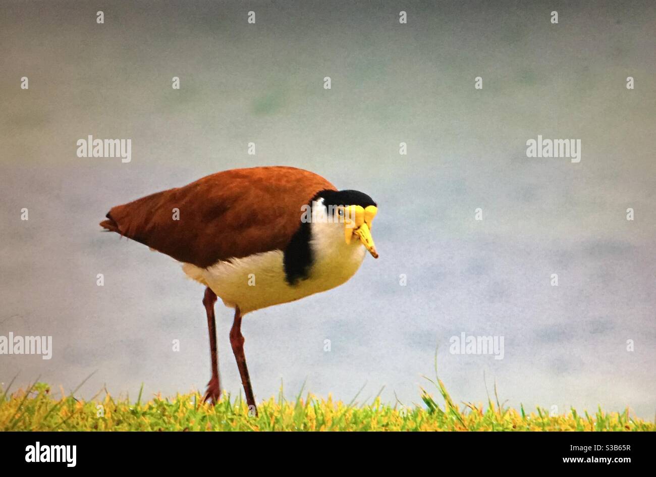 Les oiseaux australiens, les lappers masqués ou les pluviers (Vanellus Miles Miles) vont s'empaquiller pour défendre leurs œufs ou leurs jeunes poussins. Banque D'Images