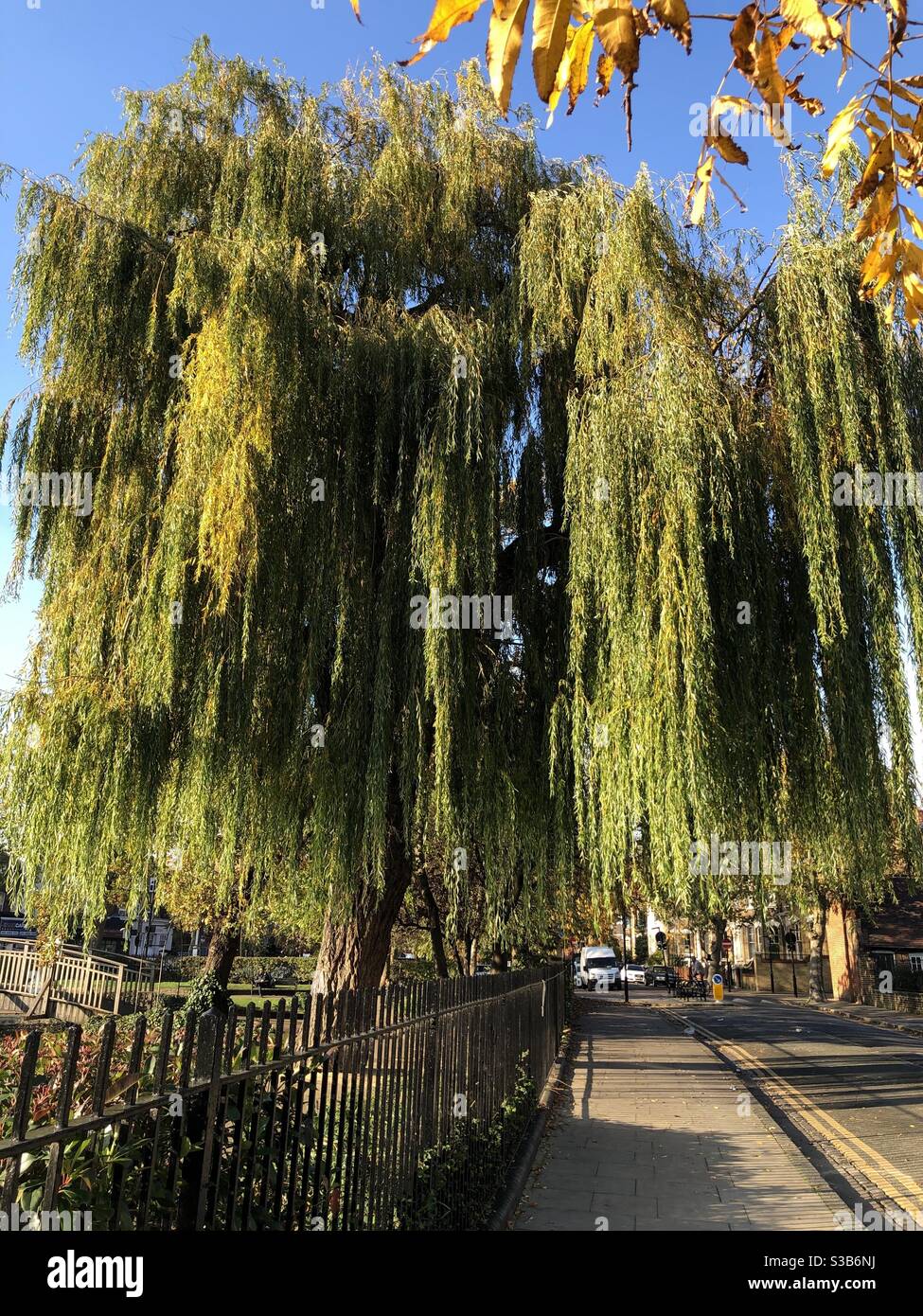Un saule à l'automne de Londres Royaume-Uni - Image de stock capturée avec un smartphone