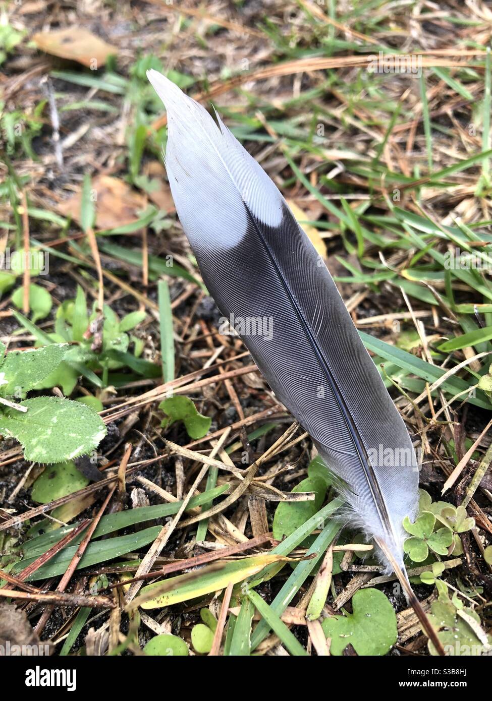 Une seule plume de mockingbird est tombée au sol dans le sud-est de la Géorgie - Image de stock capturée avec un smartphone