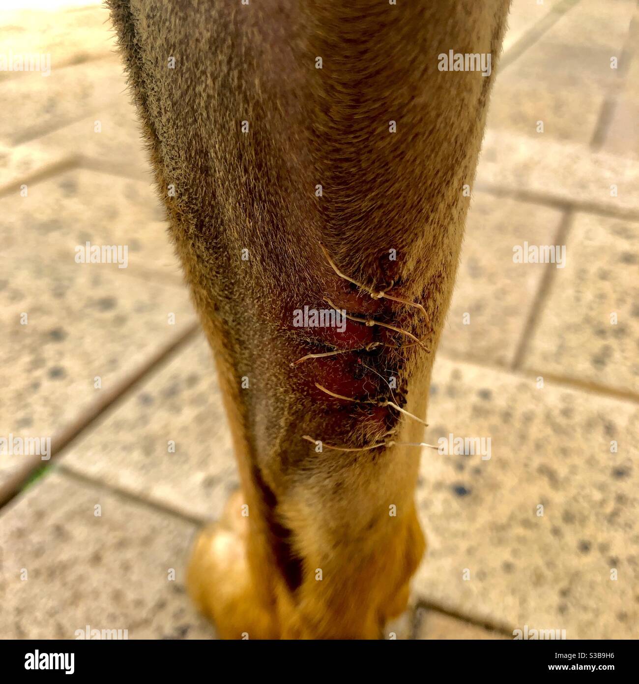 Points de suture après la chirurgie Banque de photographies et d’images à haute résolution Alamy