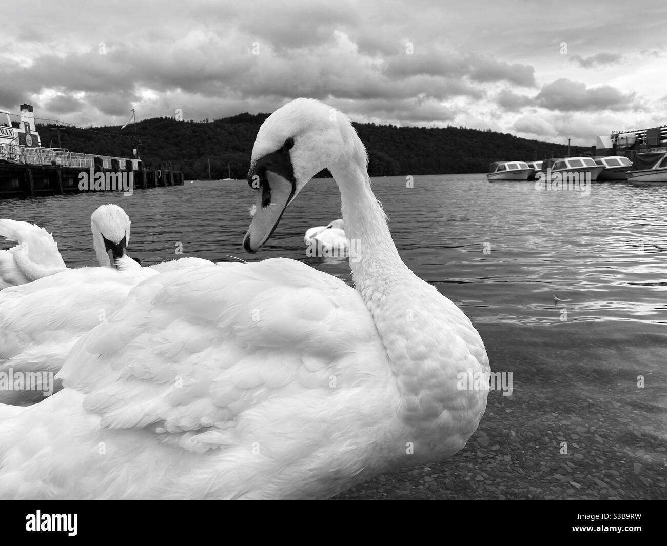 Cygne noir et blanc sur un lac Banque D'Images