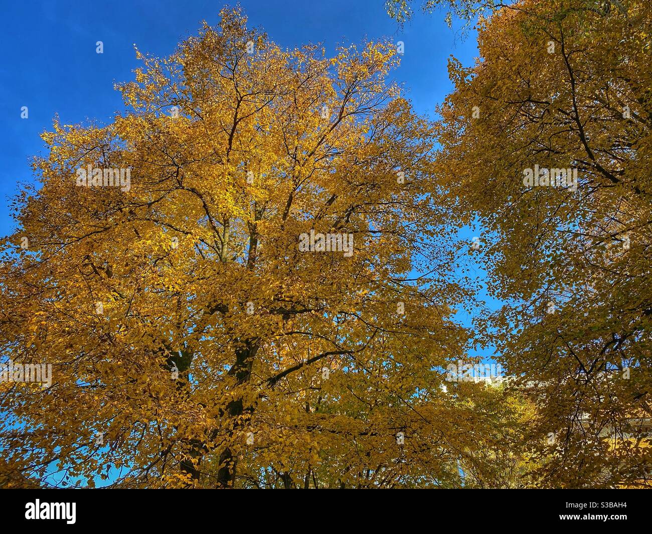 Arbres de couleur automnale à Munich. - Image de stock capturée avec un smartphone
