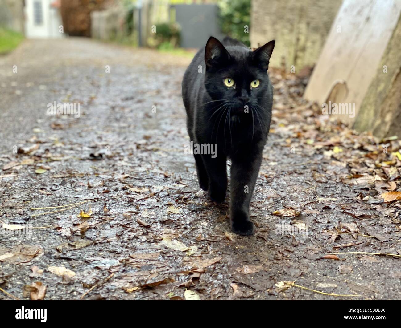 Chat Noir Aux Yeux Jaunes Intenses Marchant Dans Une Allee Avec Des Feuilles D Automne Photo Stock Alamy