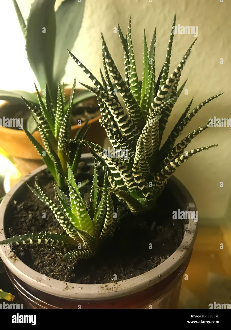 Trois plantes de haworthia attenuata dans un pot Banque D'Images