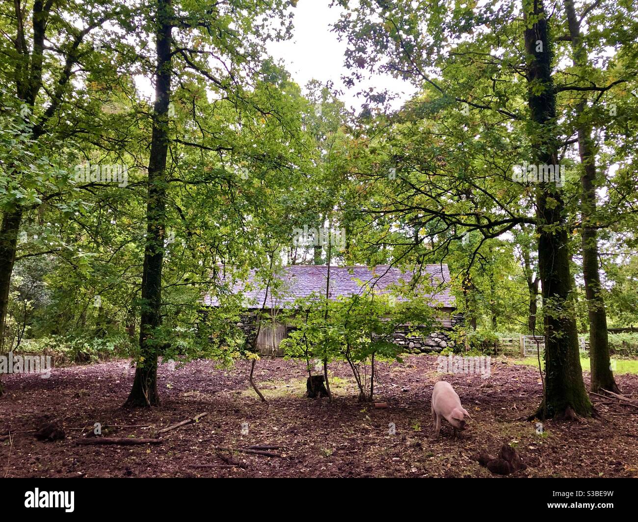 Cochons mangeant des glands dans un pigsty sous des chênes, musée St Fagans de la vie galloise, pays de Galles du Sud, septembre. Banque D'Images
