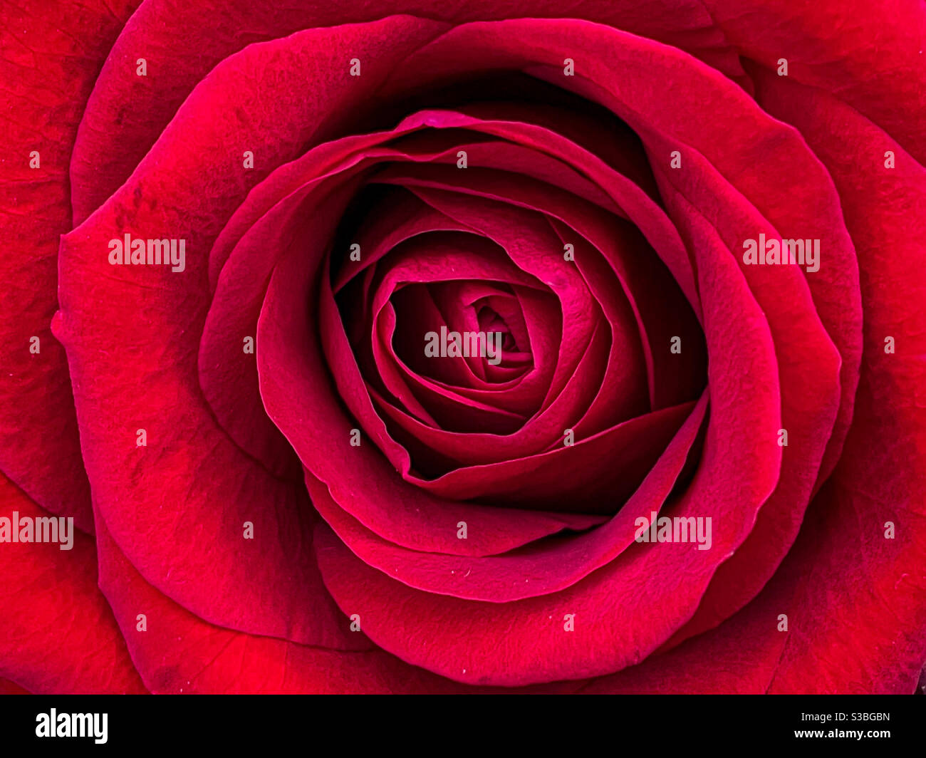 Rose rouge unique - Image de stock capturée avec un smartphone