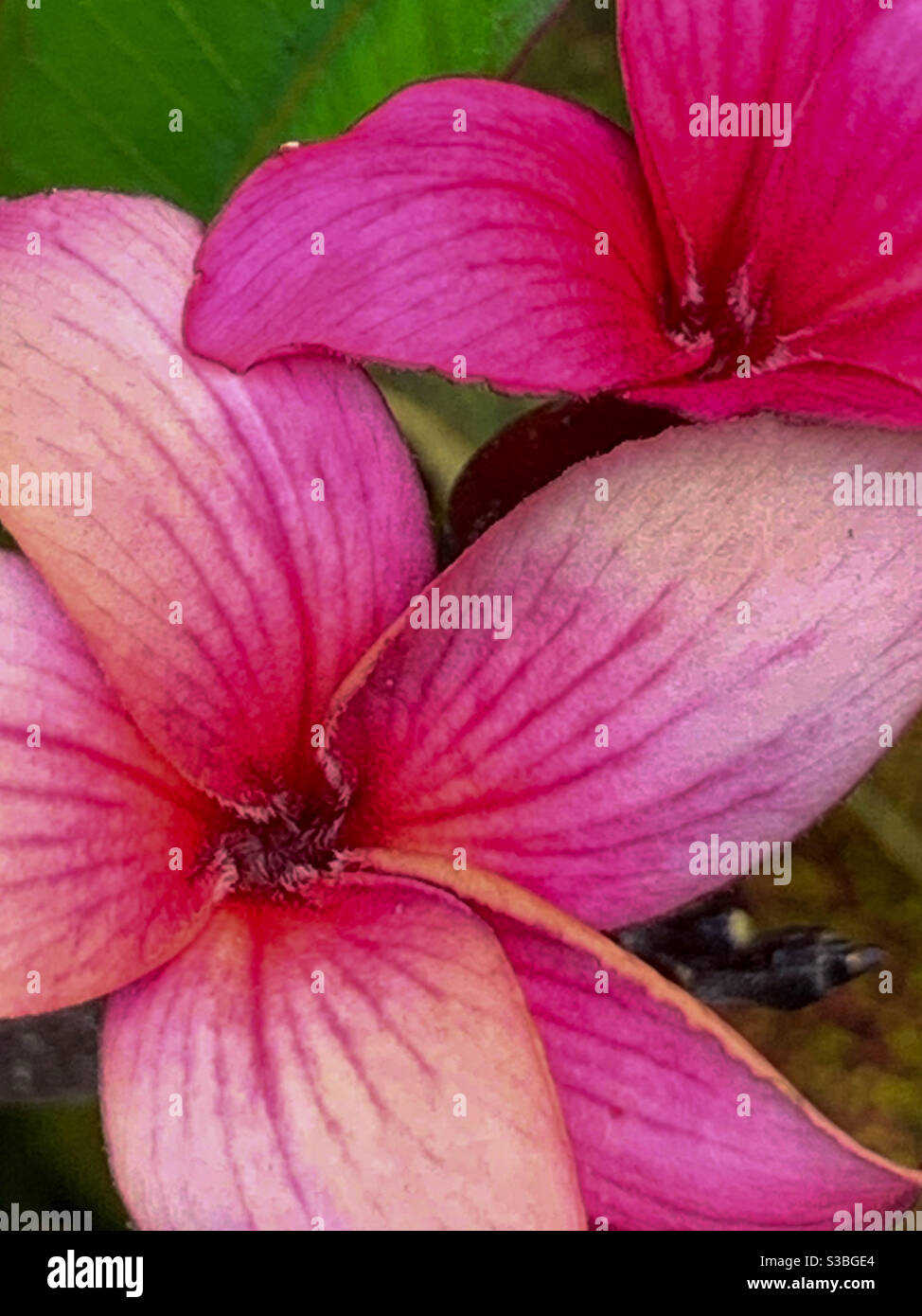 Fleurs de Frangipani rose chaud en gros plan - Image de stock capturée avec un smartphone