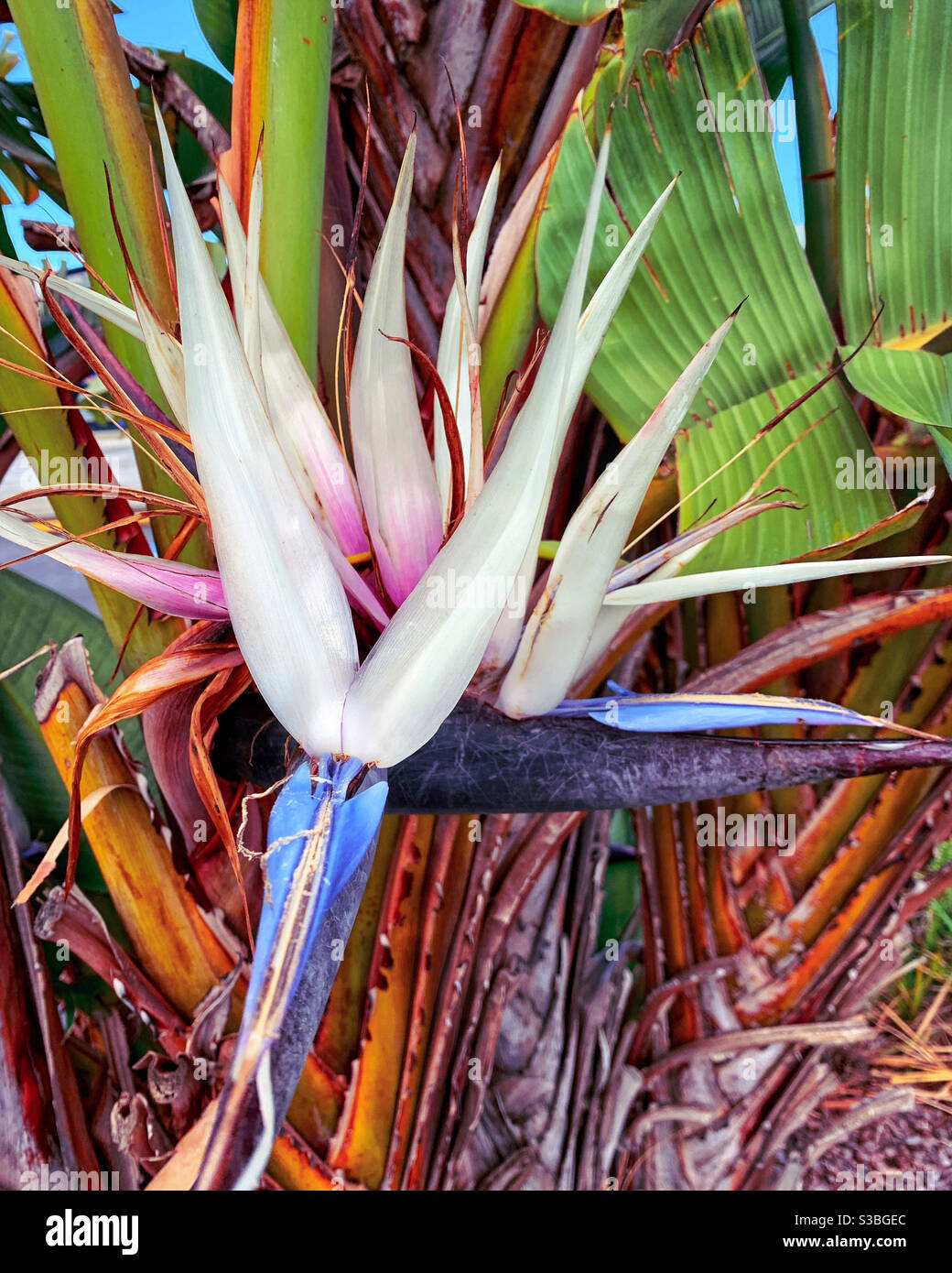 Fleur d'oiseau de paradis bleu et blanc, Strelitzia Nicolai Photo Stock -  Alamy