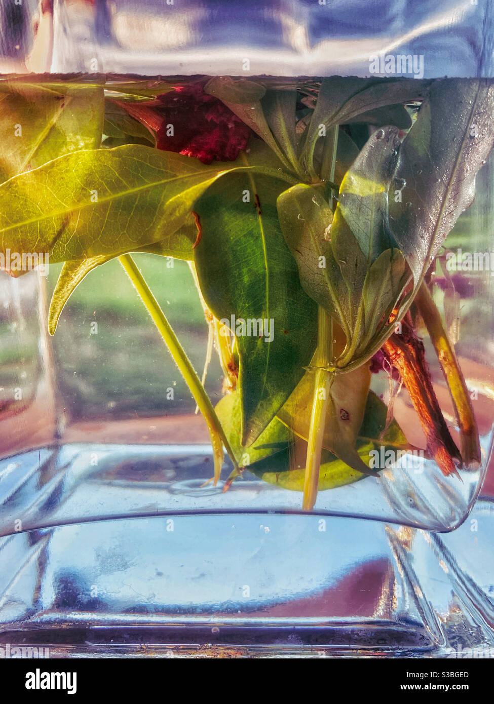 En regardant à travers un vase en verre carré transparent aux tiges de fleurs et aux feuilles dans l'eau, placé à l'extérieur avec la lumière du soleil brillante à travers - Image de stock capturée avec un smartphone
