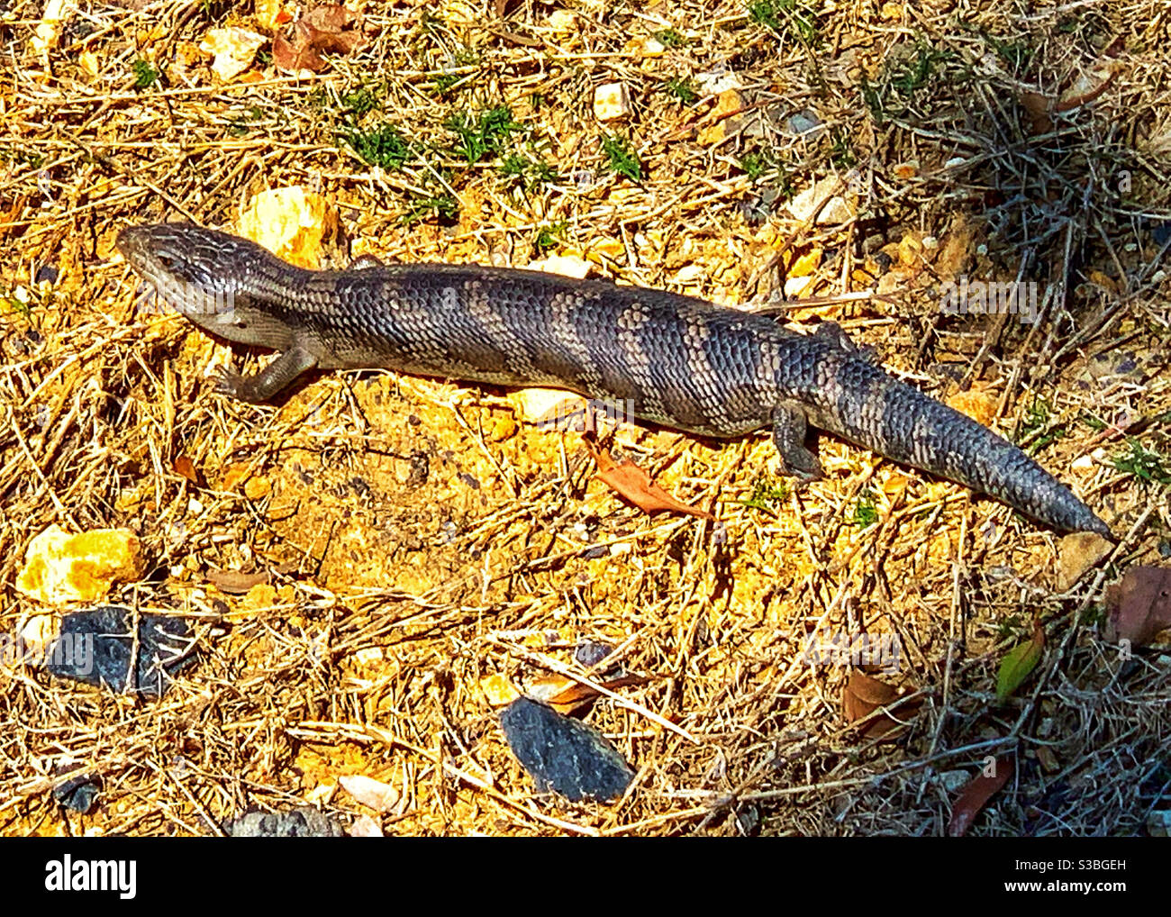 Un lézard à la languette bleue qui a l'air d'être pris le soleil lui-même, en Australie Banque D'Images