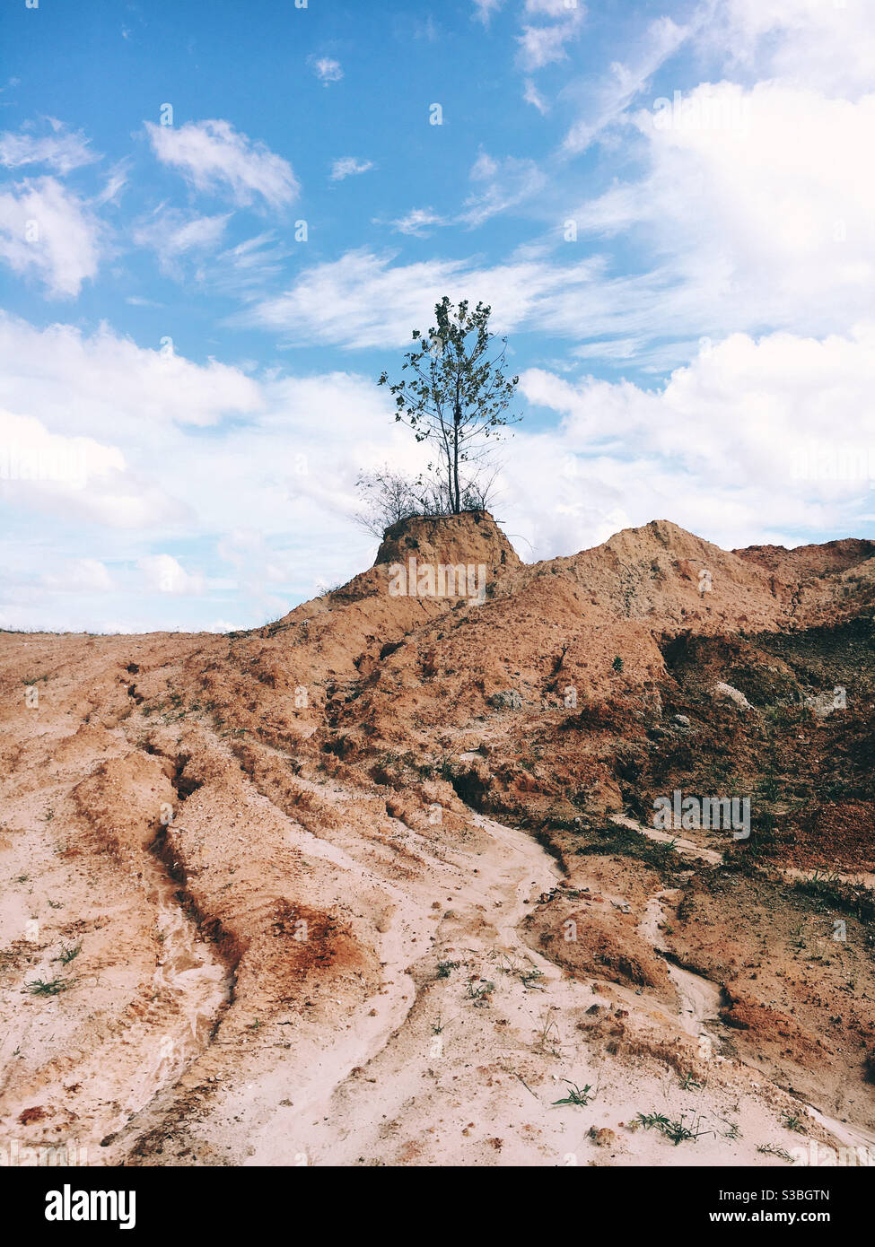 Un arbre seul survivant dans un chantier de construction Banque D'Images