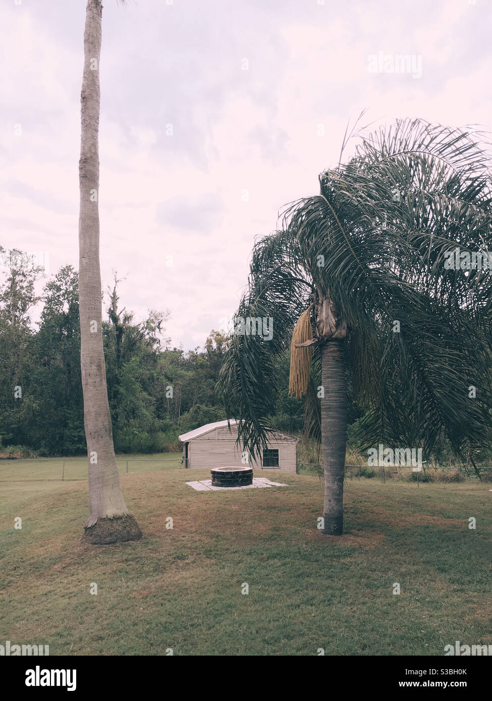 Palmiers courts et grands dans la cour centrale de la Floride Banque D'Images