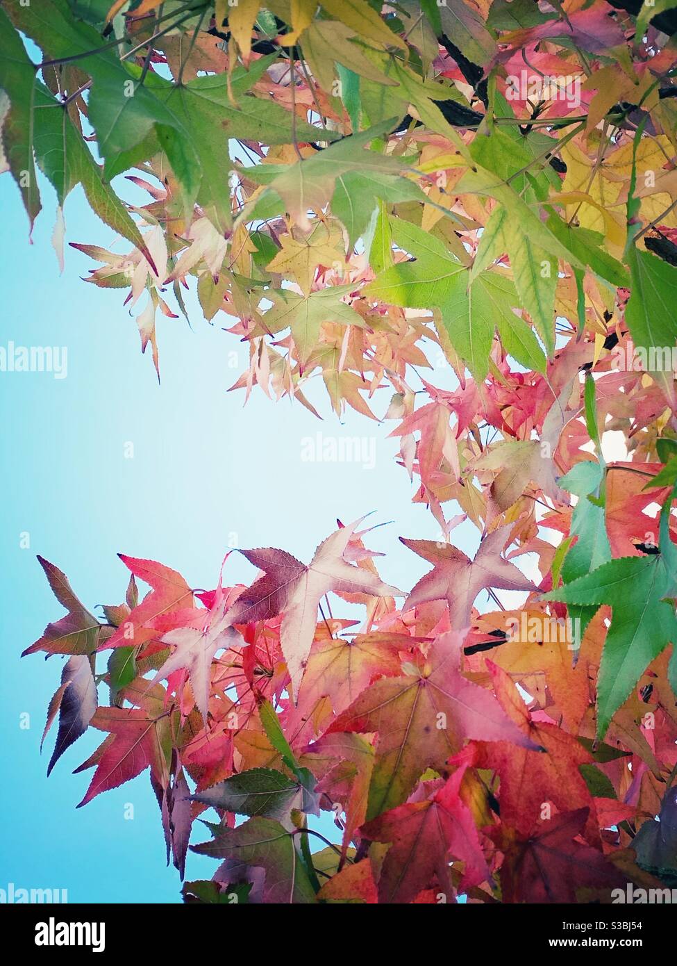 Les feuilles d'automne rouge vert Banque D'Images
