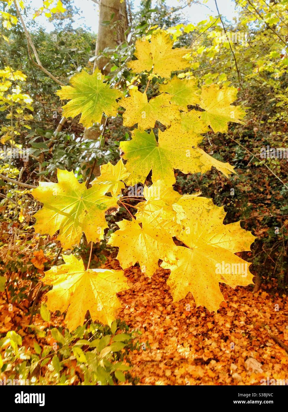 Feuilles d'érable en automne Banque D'Images