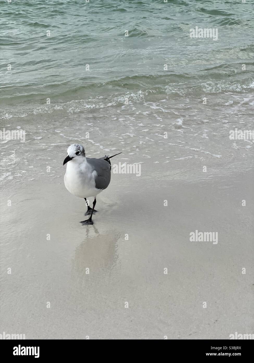 Un seul mouette marchant sur le rivage sur la plage de Floride - Image de stock capturée avec un smartphone