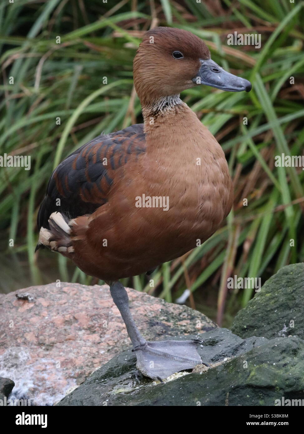 Canard brun sur une roche Banque D'Images Canard brun sur une roche Banque D'Images