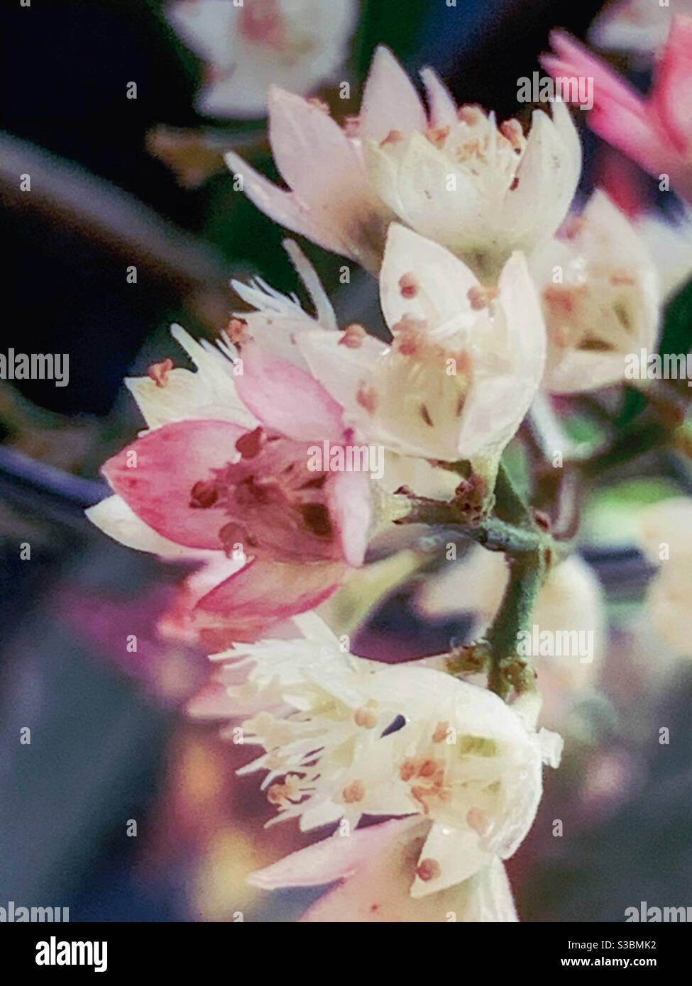 NSW Christmas Bush en belle floraison, ce sont des sépales qui se transforment en rouge - Image de stock capturée avec un smartphone