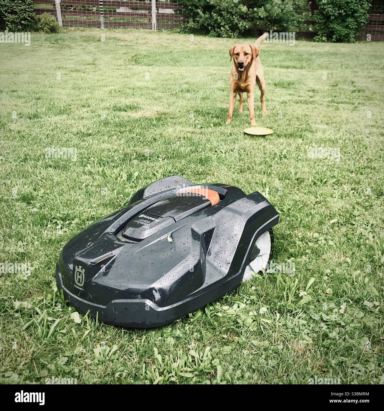 Robot de pelouse Husqvarna et un chien qui cherche à jouer au Frisbee Banque D'Images