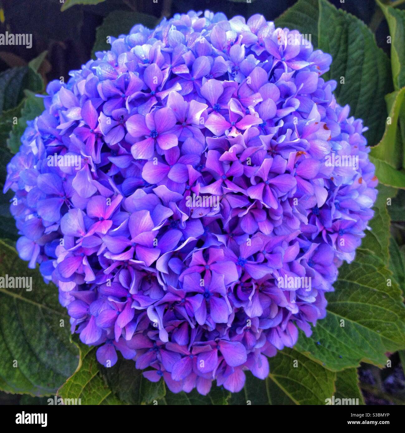 Hortensia Banque D'Images