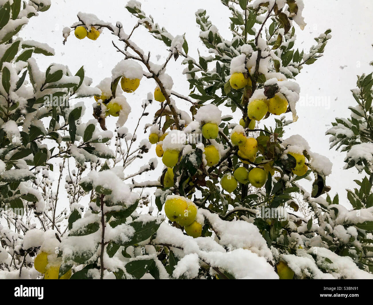 neige sur les pommes sur les branches des arbres en hiver, concept de gel - Image de stock capturée avec un smartphone